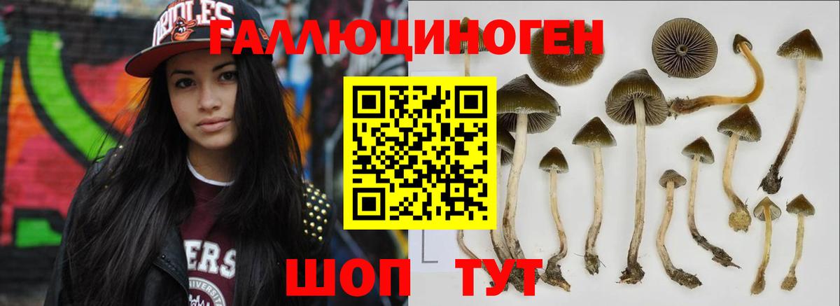 Чернушка  Псилоцибиновые грибы GOLDEN TEACHER  Псилоцибиновые грибы ЛСД  Вход с VPN 